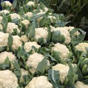 花菜冷庫設計安裝費用大概需要多少錢?