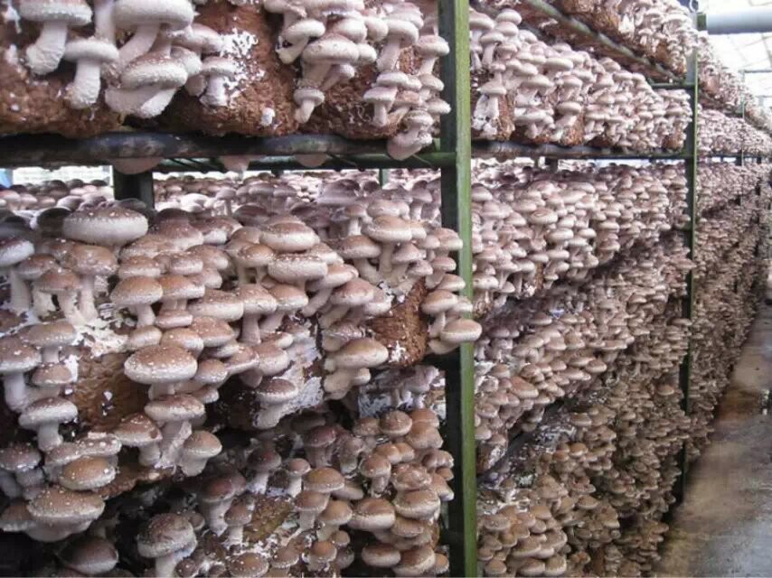 食用菌蘑菇保鮮冷庫(kù) 食用菌蘑菇保鮮冷庫(kù)