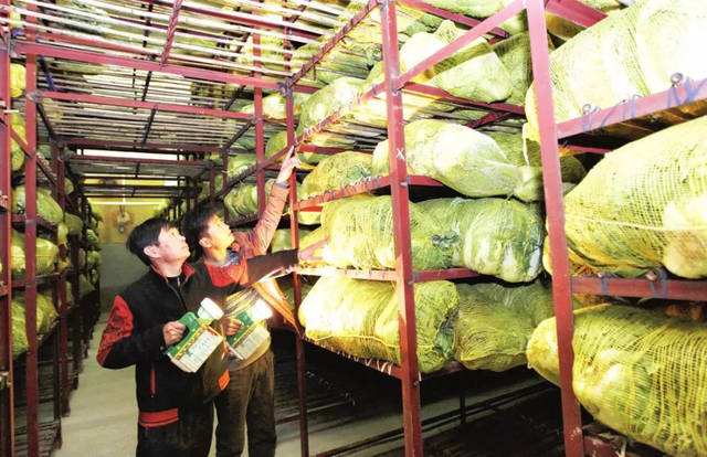 1000噸蔬菜冷庫 1000噸蔬菜冷庫