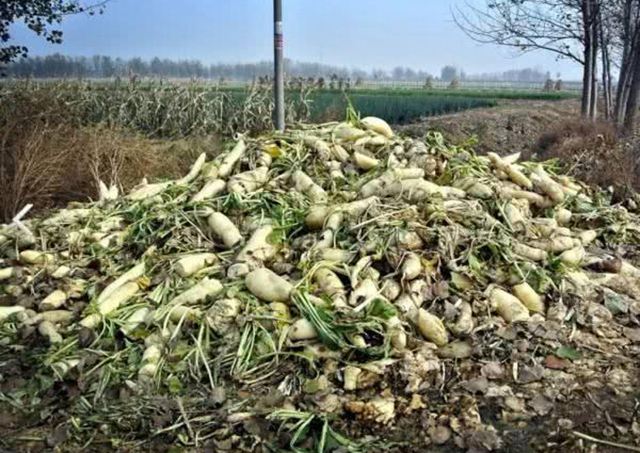 疫情蔬菜冷庫(kù)