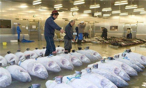 零下60度金槍魚冷庫(kù)