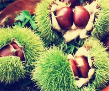 建造存放5000噸冷庫(kù)工程造價(jià)多少錢(qián),板栗溫度要求多少