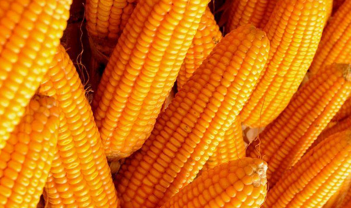 糧食種子冷藏庫(kù)