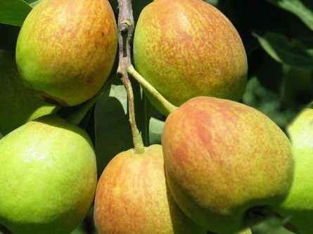 香梨保鮮庫(kù)