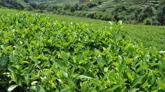 茶葉冷藏庫,茶葉冷庫安裝設計多少錢