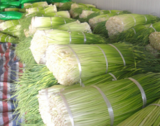 500立方100噸蒜薹冷庫安裝，制作設計