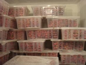 200噸葡萄保鮮庫(kù)建造,1000m3葡萄放冷庫(kù)可以放多久