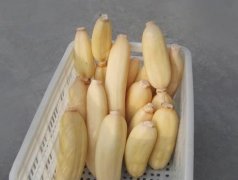 100噸的蓮藕怎么保鮮，蓮藕保鮮庫設計及造價