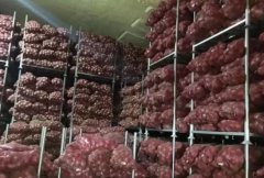 洋蔥冷藏庫安裝設計及造價，洋蔥保鮮期